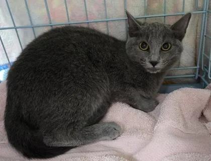 A baby small-sized female Domestic Short Hair cat named Rose for adoption in Gainesville, FL