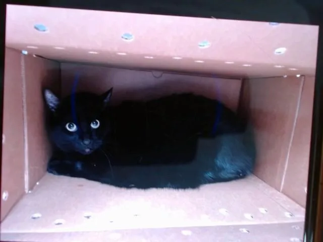 An adult large-sized female Domestic Short Hair cat named Frida for adoption in Albuquerque, NM