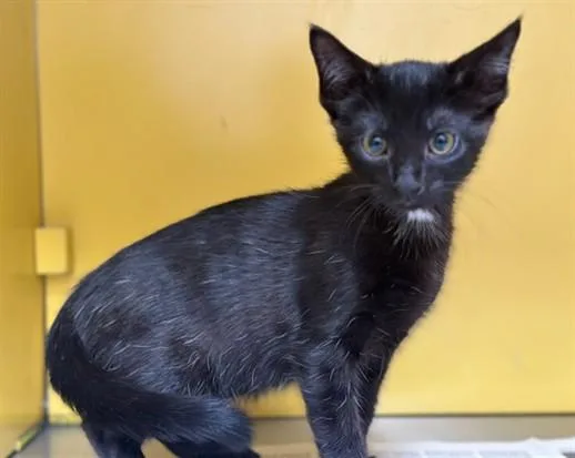 A baby medium-sized male Domestic Short Hair cat named Ronnie for adoption in Los Angeles, CA