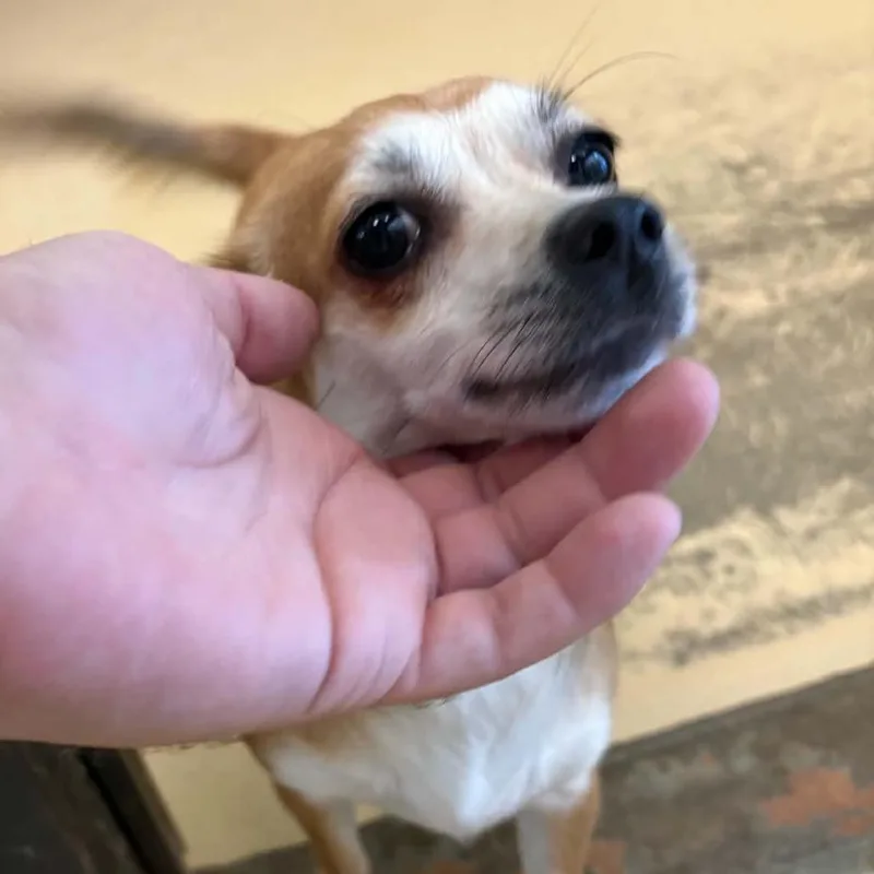 Tilly Chino Hills
