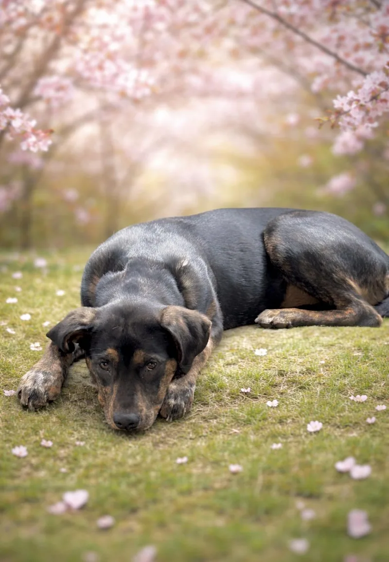 A baby medium-sized female Brindle Hound dog named Maria for adoption in Huntingtown, MD