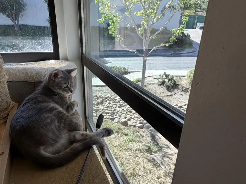 Coookie Crisp thumbnail 2