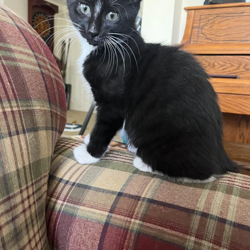 A baby medium-sized male Black & White / Tuxedo Domestic Short Hair cat named Gouda for adoption in Pompton Lakes, NJ