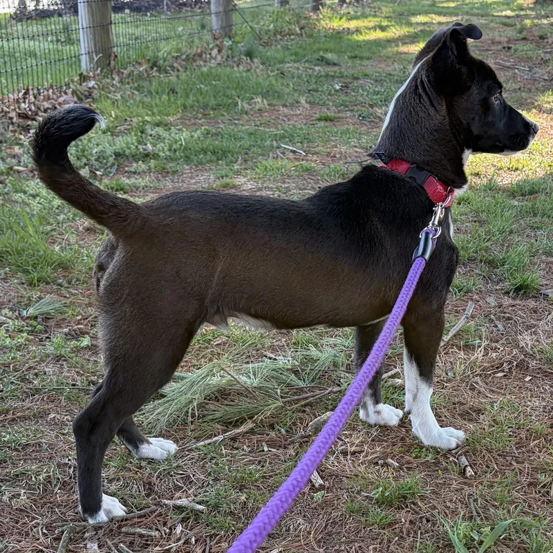 Mighty Mouse thumbnail 2