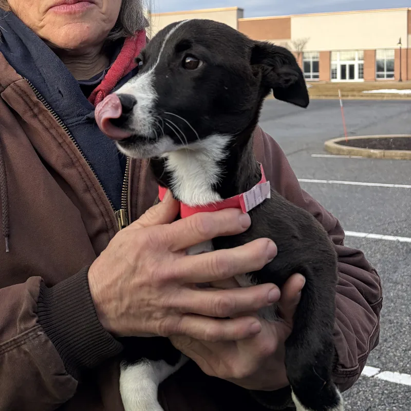 Mighty Mouse thumbnail 4