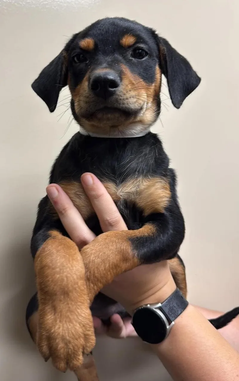 Found stray: Orchid