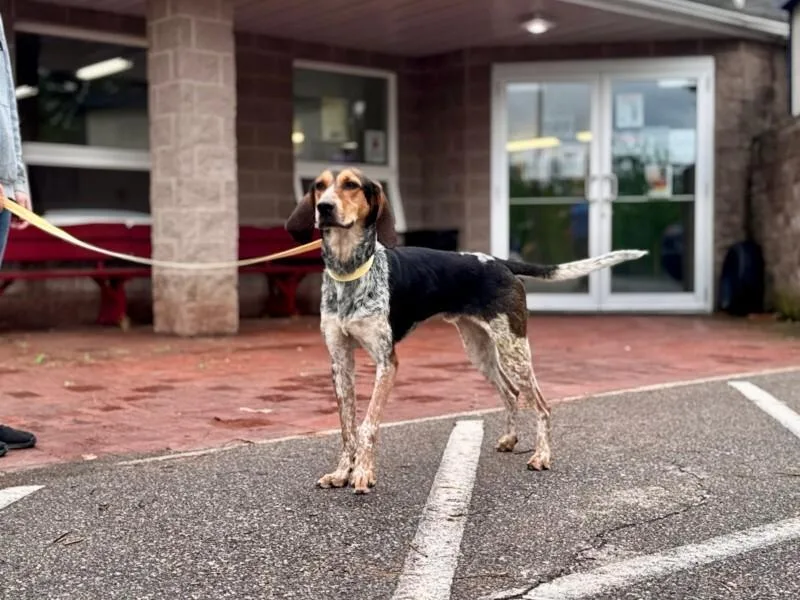 An adult large-sized male Black Bluetick Coonhound dog named Geatch for adoption in Wooster, OH