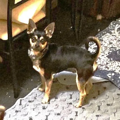 Brody thumbnail 2