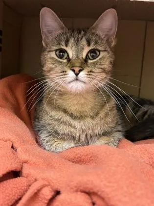 A young medium-sized female Domestic Short Hair cat named Agnes for adoption in Westland, MI