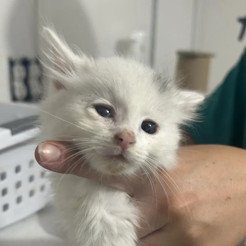 A baby small-sized male White Domestic Short Hair cat named Gumball for adoption in West Point, MS