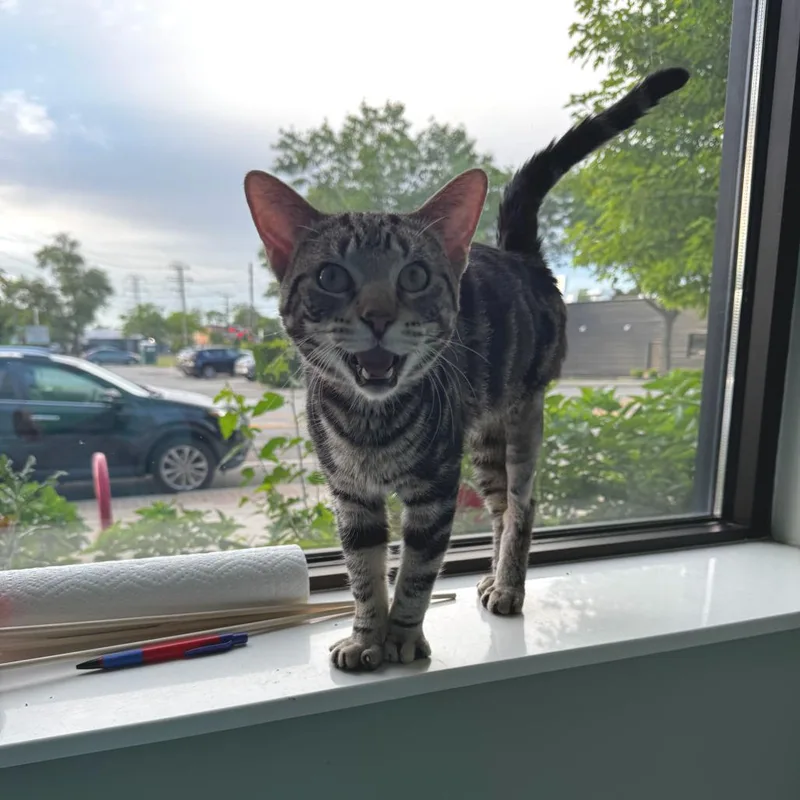 A young medium-sized male Brown / Chocolate Domestic Short Hair cat named Bandit for adoption in Skokie, IL