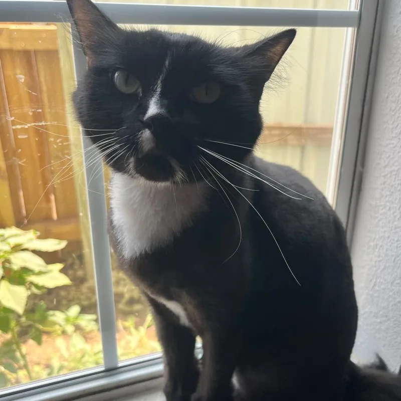 An adult small-sized male Domestic Long Hair cat named Bear for adoption in Midland, TX