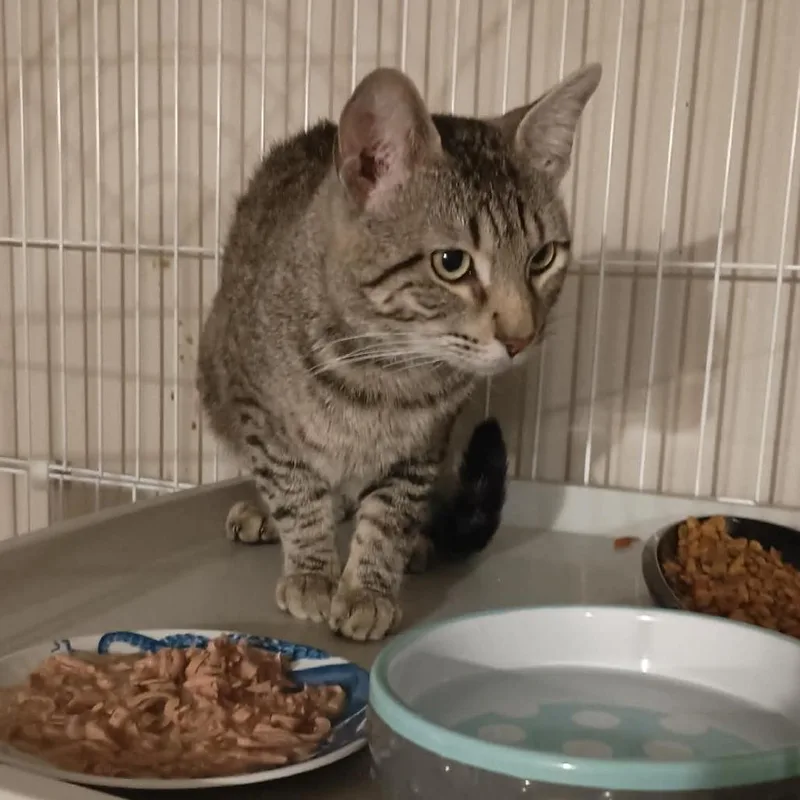 A young small-sized male Brown / Chocolate Domestic Short Hair cat named Dexter Shull for adoption in Eagle Mountain, UT