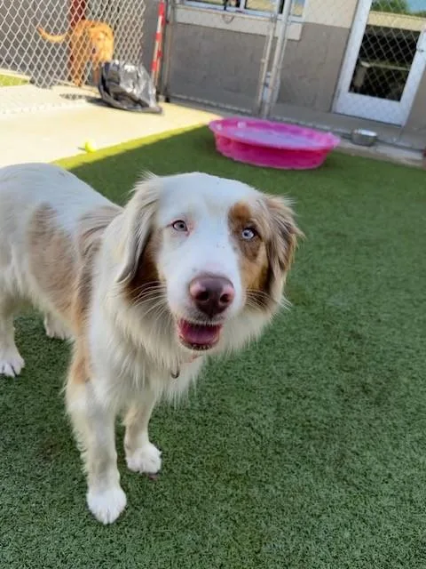 An adult medium-sized female Merle (Red) Australian Shepherd dog named Keller for adoption in Fayetteville, AR