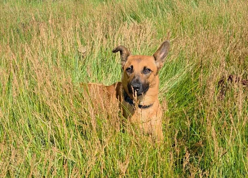 A young medium-sized female Carolina Dog dog named Camilla Clark aka Runa for adoption in Gorham, ME