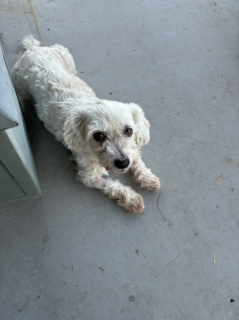 Piper