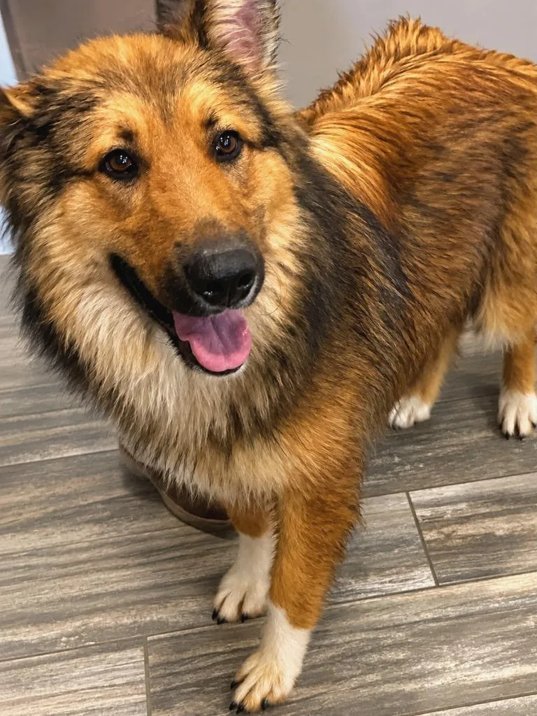 A young large-sized male Collie dog named Longhorn Yrly for adoption in Sidney, OH