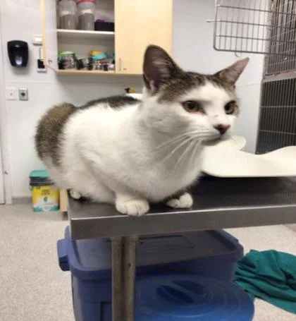 An adult medium-sized male Domestic Short Hair cat named Nubs for adoption in Elmira, NY