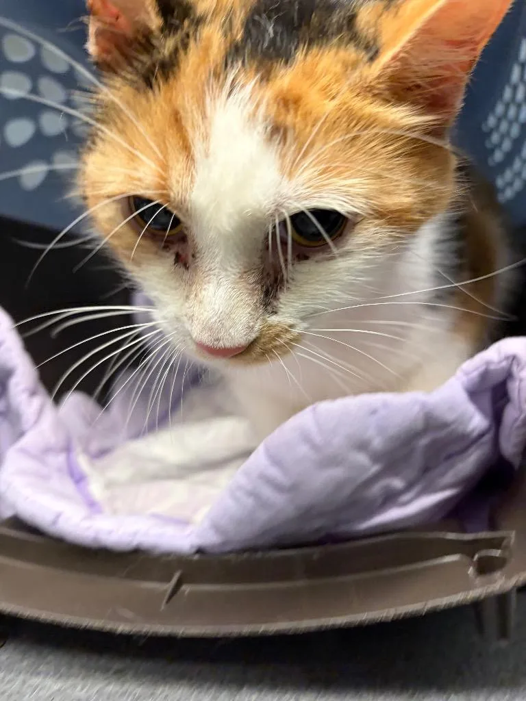 A young medium-sized female Domestic Short Hair cat named Angel for adoption in Bloomington, IN