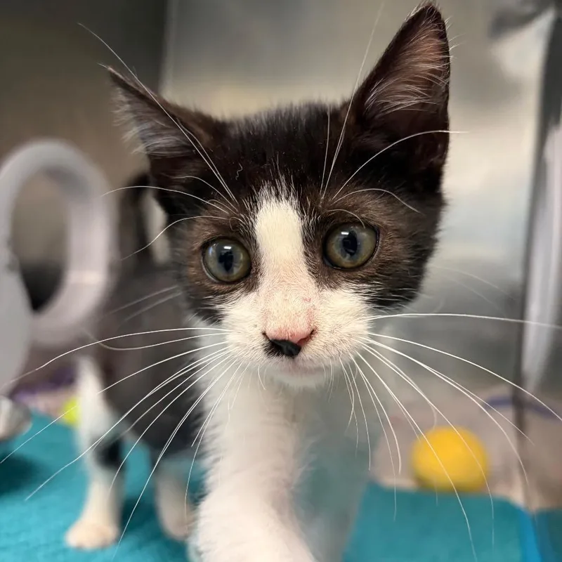 A baby small-sized male Black Domestic Short Hair cat named Cricket for adoption in West Palm Beach, FL
