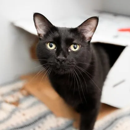An adult small-sized male Black Domestic Short Hair cat named Apollo for adoption in Atlanta, GA