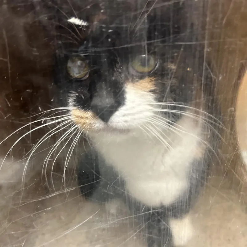 A senior medium-sized female Brown / Chocolate Domestic Short Hair cat named Willa for adoption in Philadelphia, PA