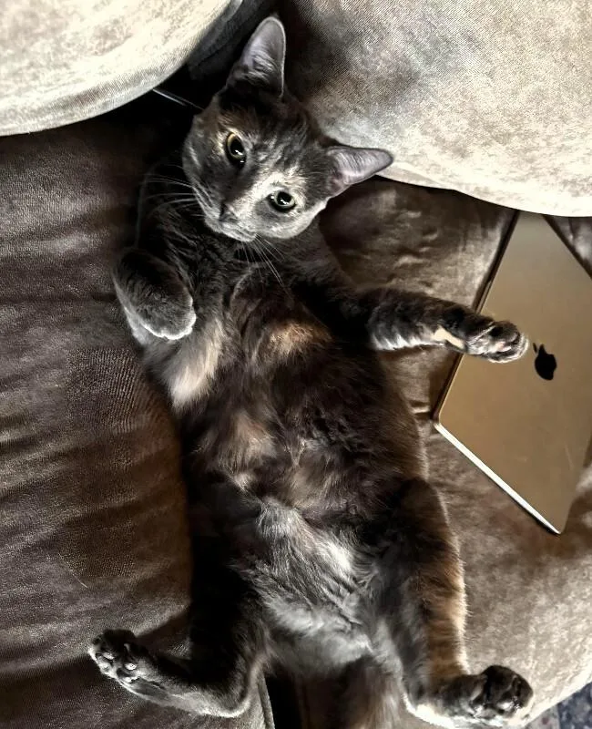 Posh  Spice Girls thumbnail 4