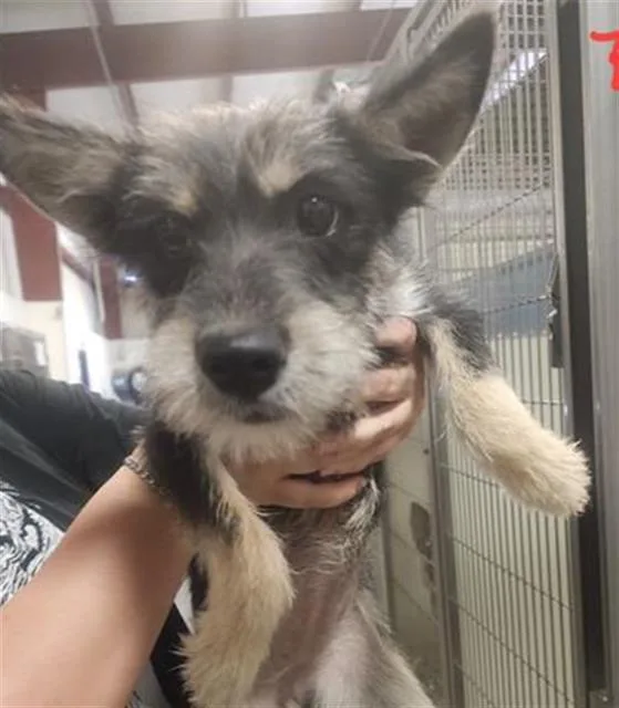 A young medium-sized female Terrier dog named Christy for adoption in Bakersfield, CA