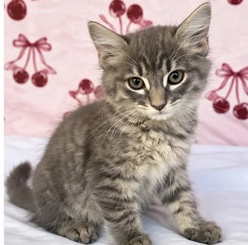 A baby medium-sized male Domestic Medium Hair cat named Hexy for adoption in Foley, AL