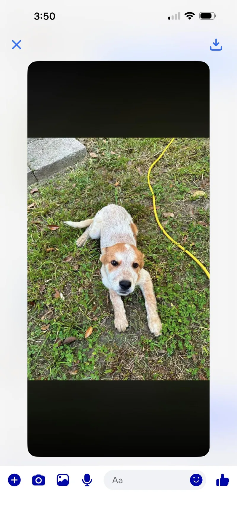 A baby small-sized female Australian Cattle Dog / Blue Heeler dog named Rouge for adoption in Bradenton, FL