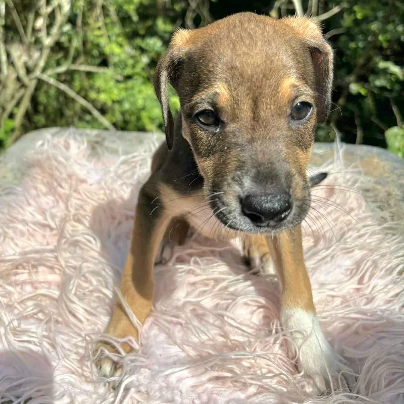 Amber "let Your Love thumbnail 2