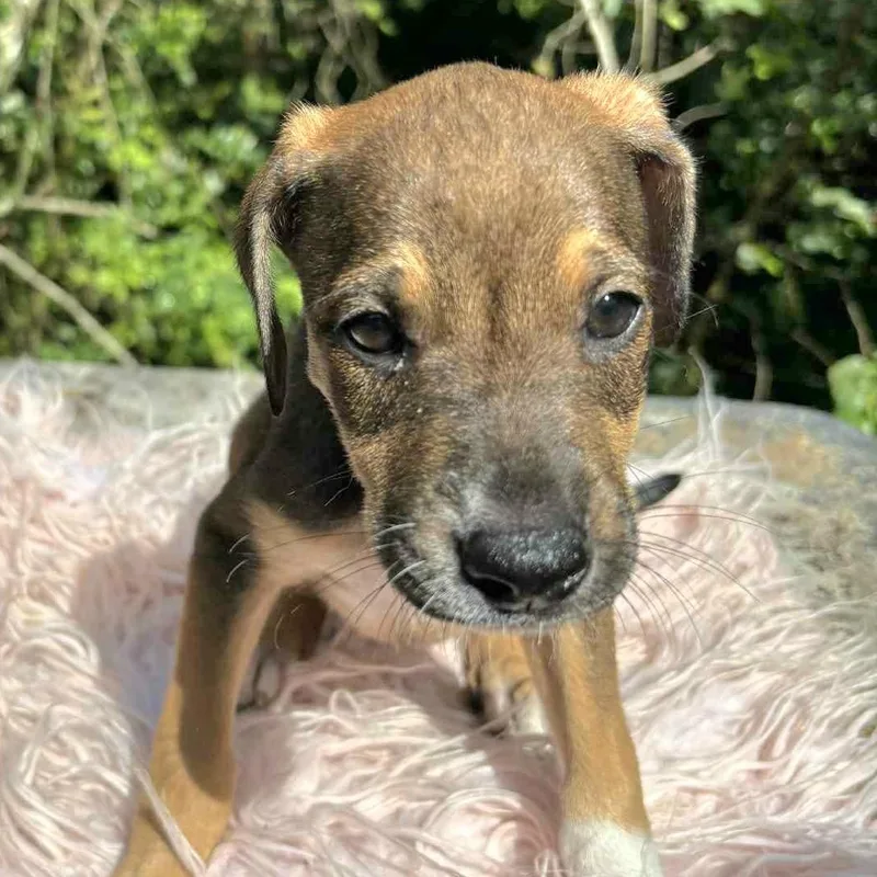 A baby medium-sized female Tricolor (Brown, Black, & White) Labrador Retriever dog named Amber "let Your Love for adoption in New York, NY
