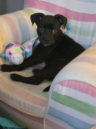 A baby medium-sized male Black Labrador Retriever dog named Buccee for adoption in Lowell, IN