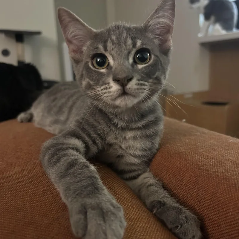 A baby medium-sized male Domestic Short Hair cat named Beefsteak for adoption in Davis, CA