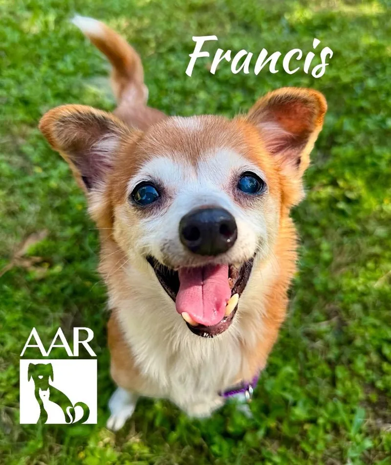 A senior small-sized female Chihuahua dog named Francis` for adoption in Magnolia, TX