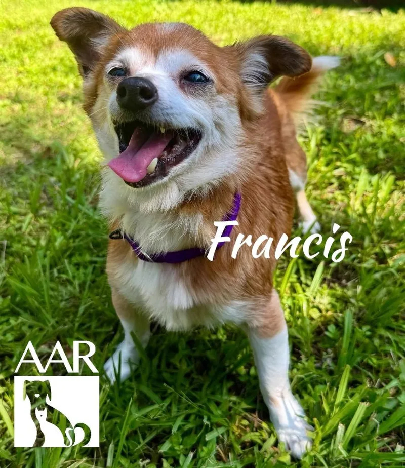 Francis` thumbnail 3