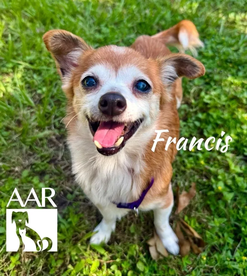 Francis` thumbnail 4
