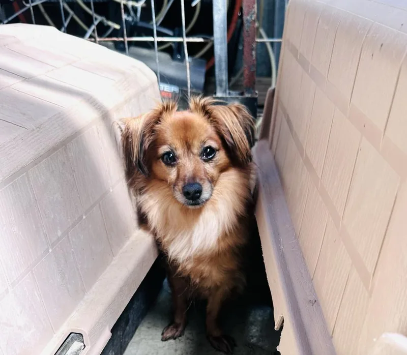 Gidget