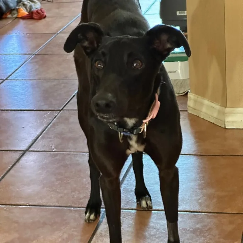 Dancin Cococay thumbnail 2