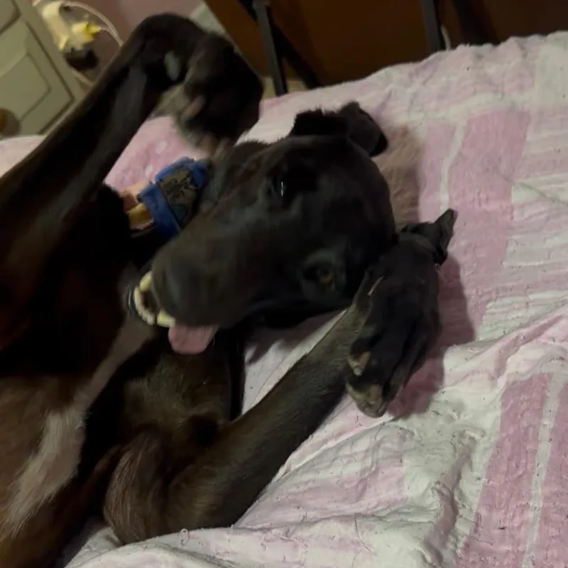 Dancin Cococay thumbnail 3