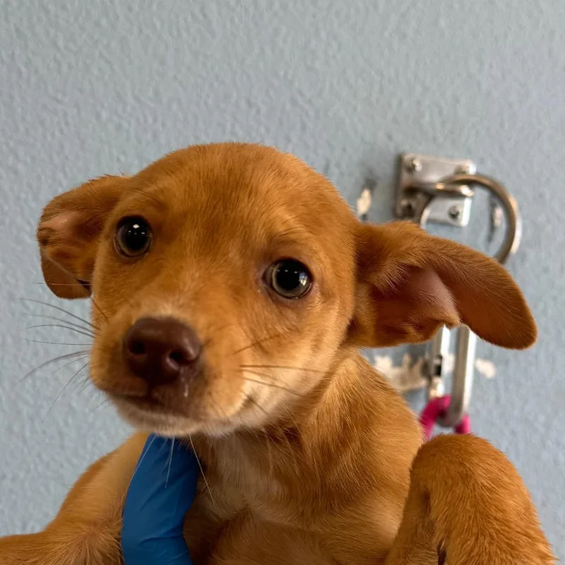 A baby medium-sized female Brown / Chocolate Mixed Breed dog named Latte for adoption in Las Cruces, NM