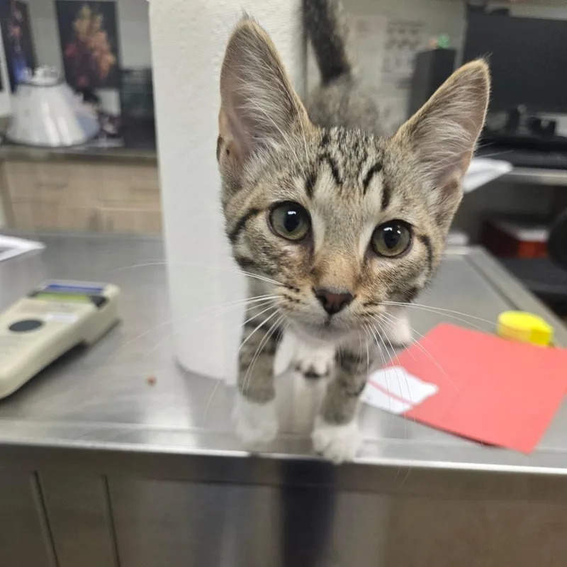 A baby small-sized male Brown / Chocolate Domestic Short Hair cat named Maple for adoption in Chattanooga, TN