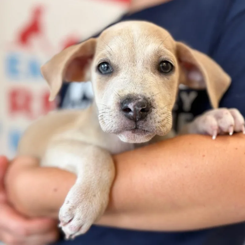 A baby small-sized female Mixed Breed dog named Ariel for adoption in Morrisville, VT