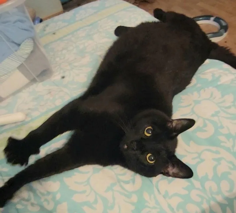 An adult extra large-sized male Black Domestic Short Hair cat named Lincoln for adoption in Irvine, CA