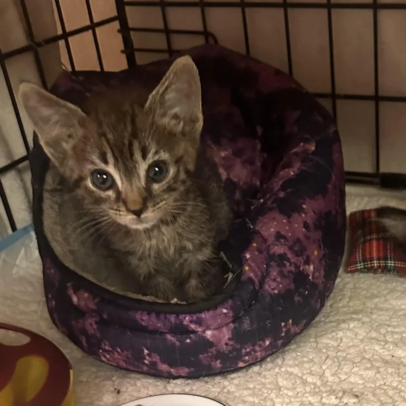 A baby medium-sized male Tabby (Gray / Blue / Silver) Tabby cat named Newt for adoption in Atlanta, GA