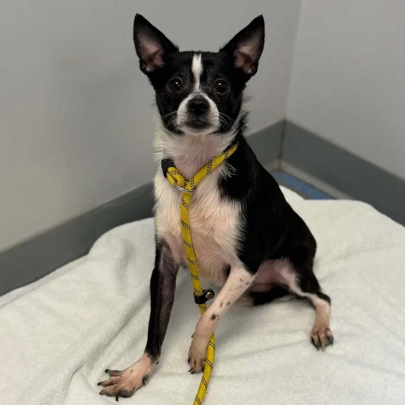 An adult small-sized male Black Chihuahua dog named Akuma for adoption in Watertown, NY