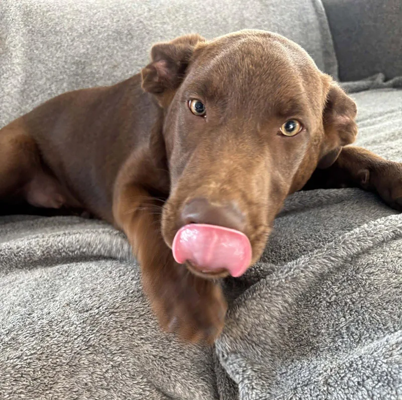 A young medium-sized male Chocolate Labrador Retriever dog named Dakota for adoption in Newport, NH