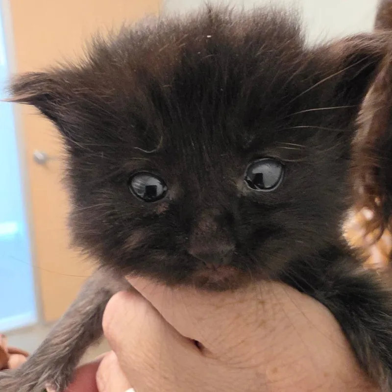 A baby small-sized female Black Domestic Medium Hair cat named Daffodil for adoption in Leander, TX