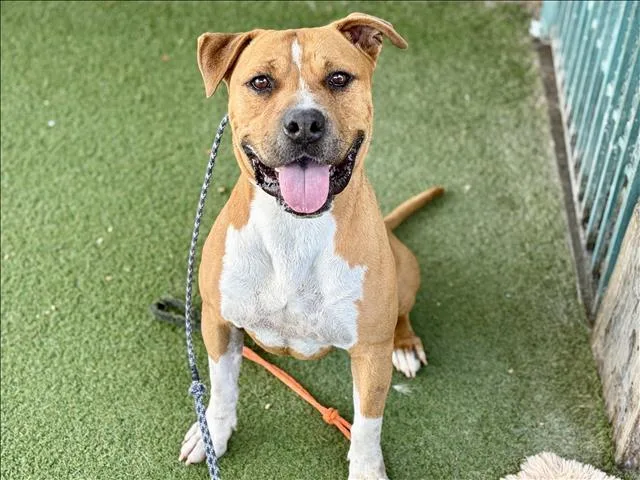 A young large-sized male Staffordshire Bull Terrier dog named Grizz for adoption in Los Angeles, CA