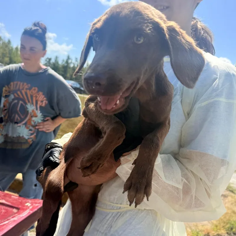 A baby small-sized female Brown / Chocolate Mixed Breed dog named Tilly for adoption in Corinth, MS